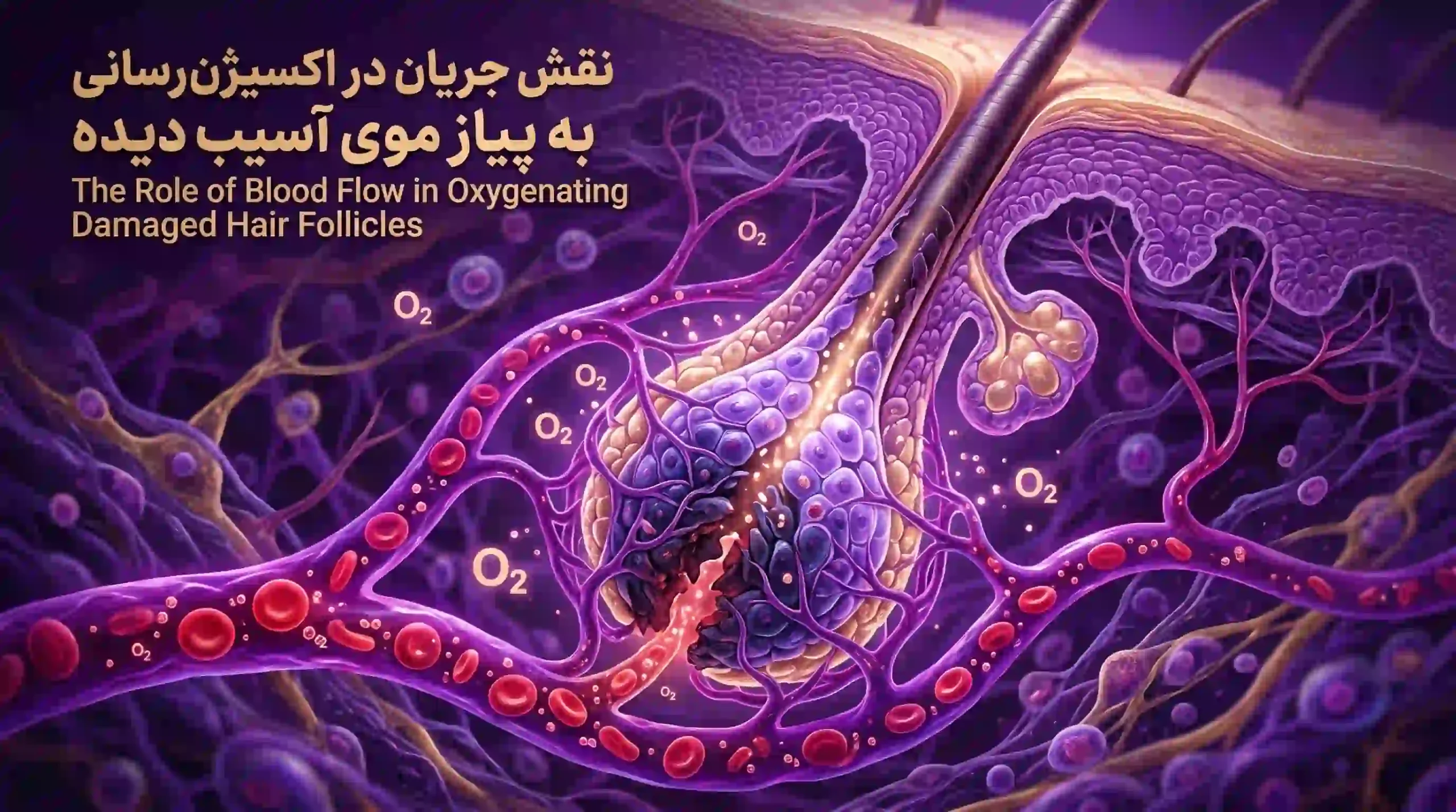 نقش جریان خون در اکسیژنرسانی به پیاز موی آسیبدیده