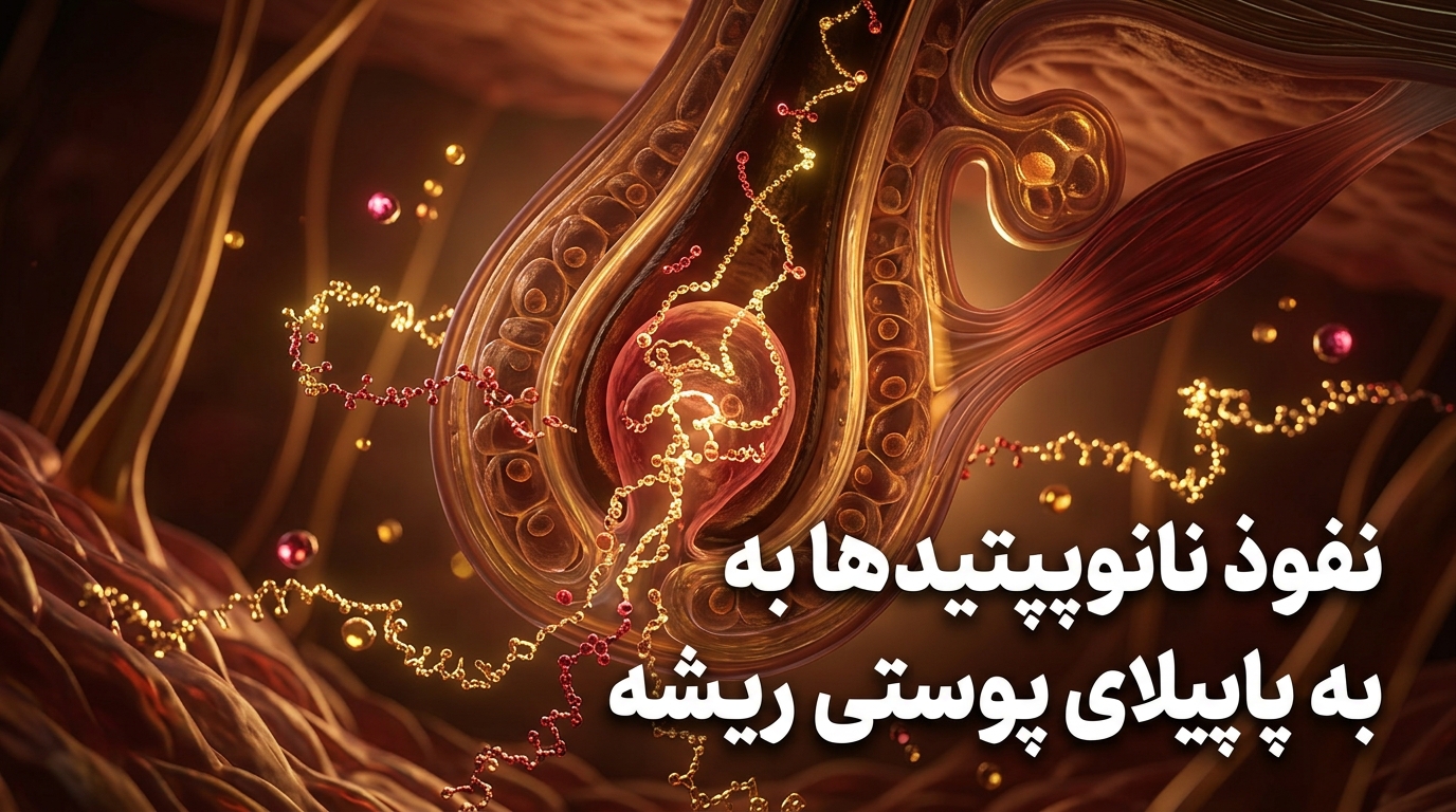 مکانیسم نفوذ پپتیدهای پروتئین اسکالپ به پاپیلای پوستی فولیکول